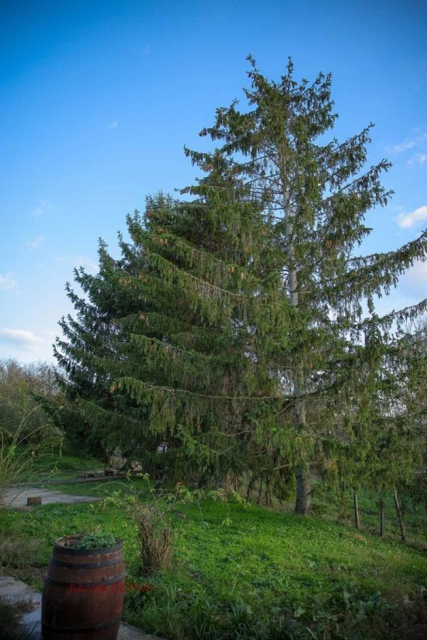 Продажба на Къща в , Ново Ботево – снимка 13